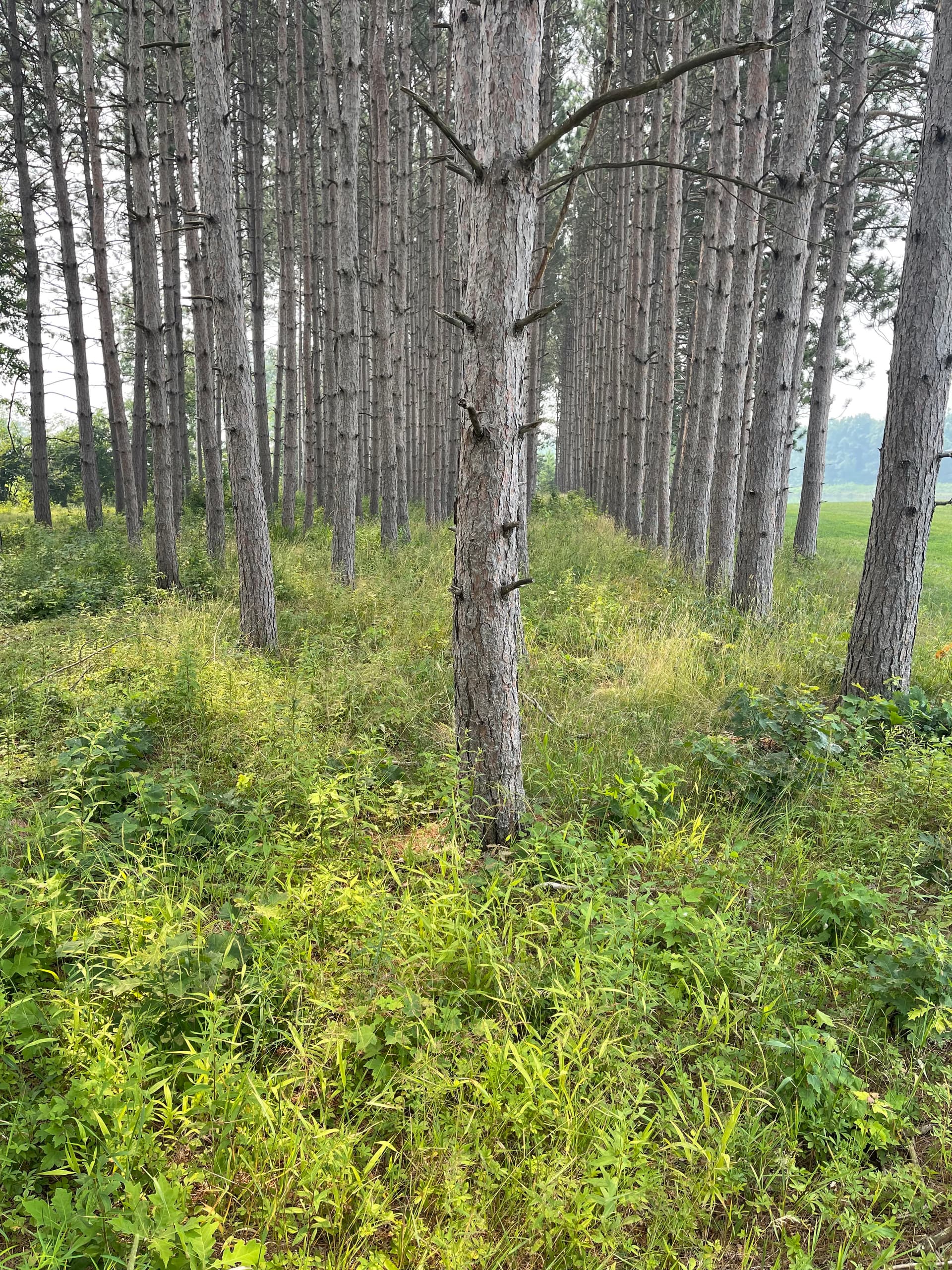 Gallery photos for Forestry Mulching Cleans Up a Overgrown Pine Plantation: Image #2