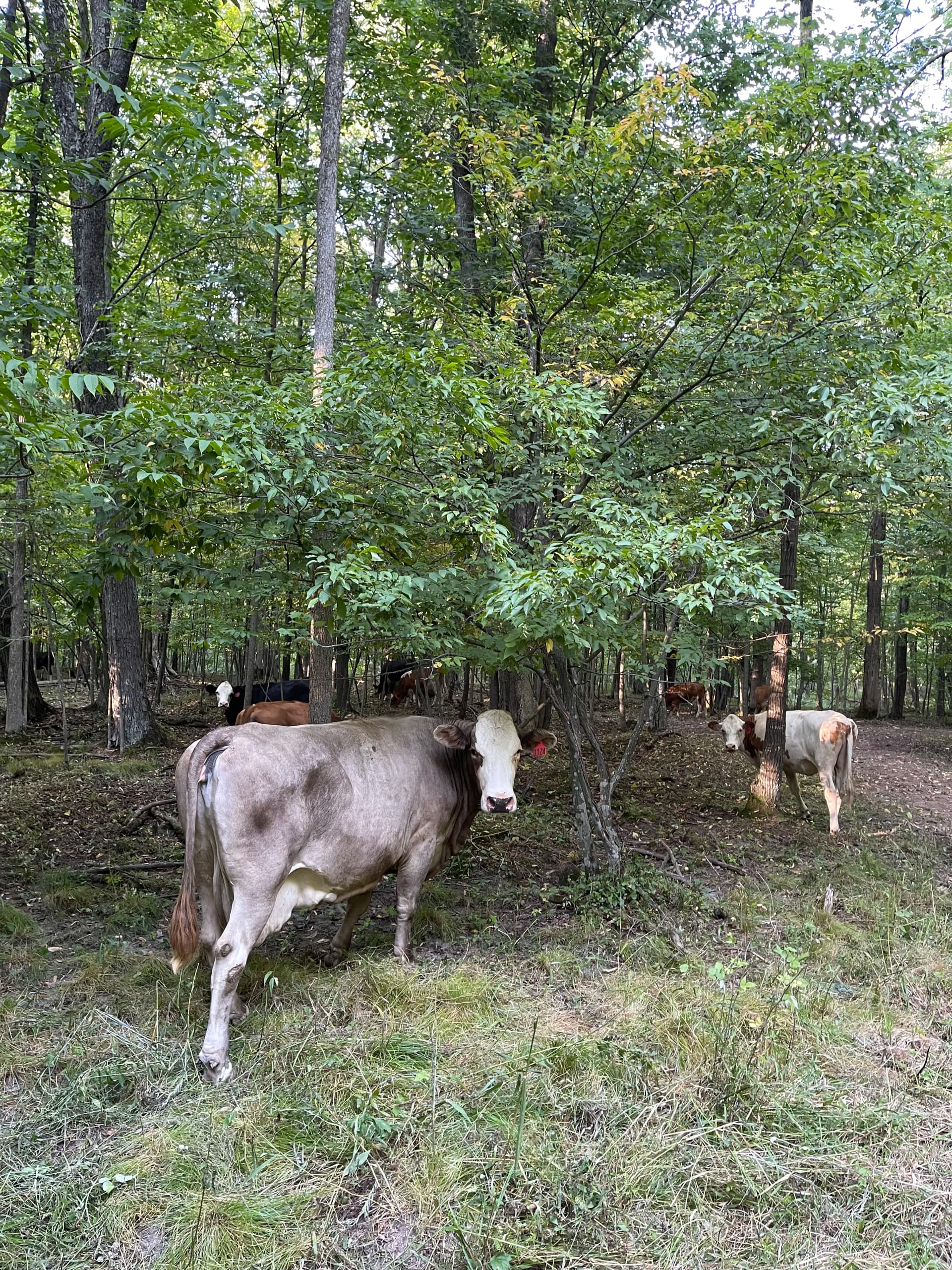 Gallery photos for Forestry Mulching Opens Up Wooded Farm Land in Loyal WI: Image #1