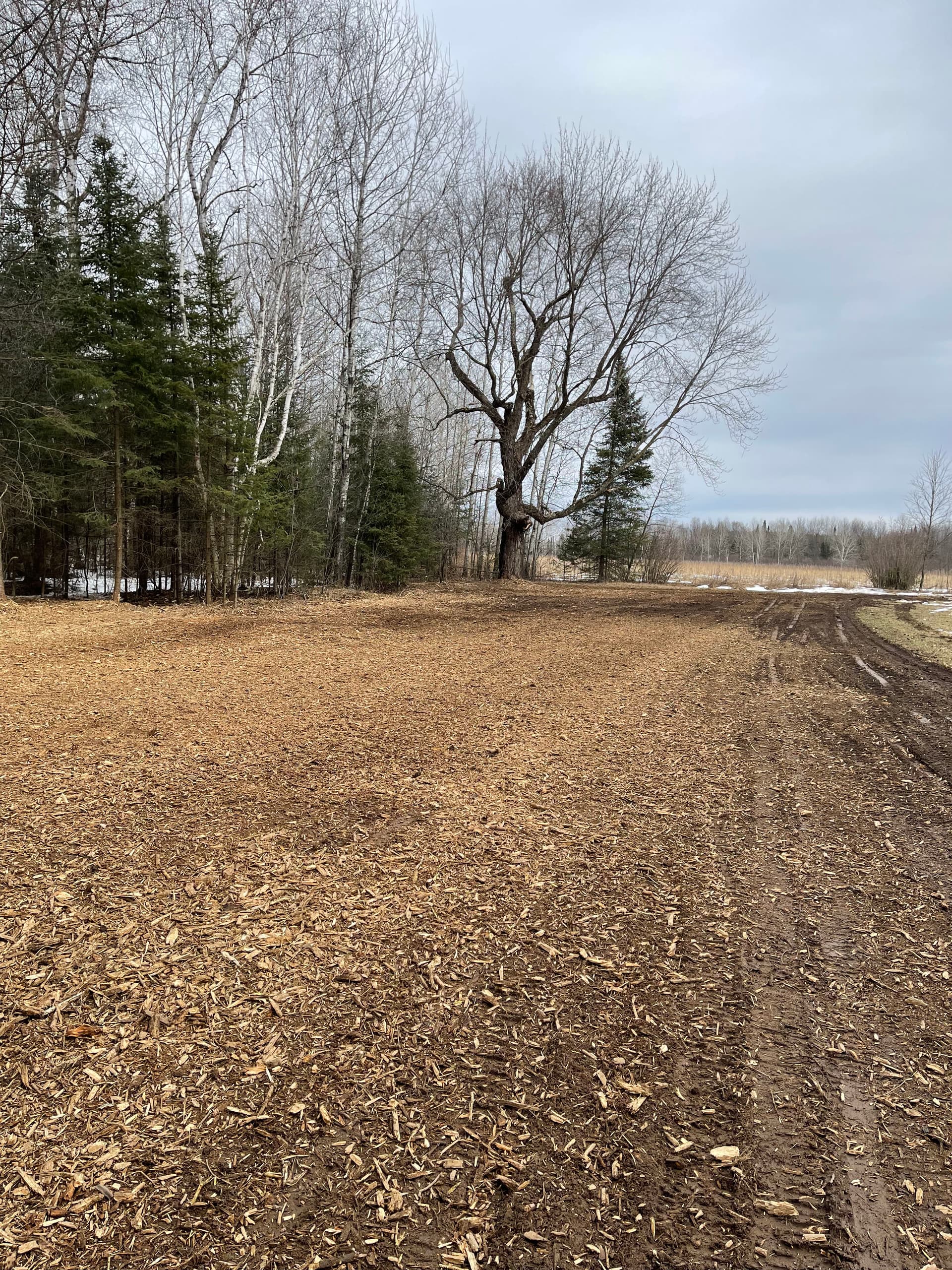 Food Plot Forestry Mulching Done Right in Wausau image