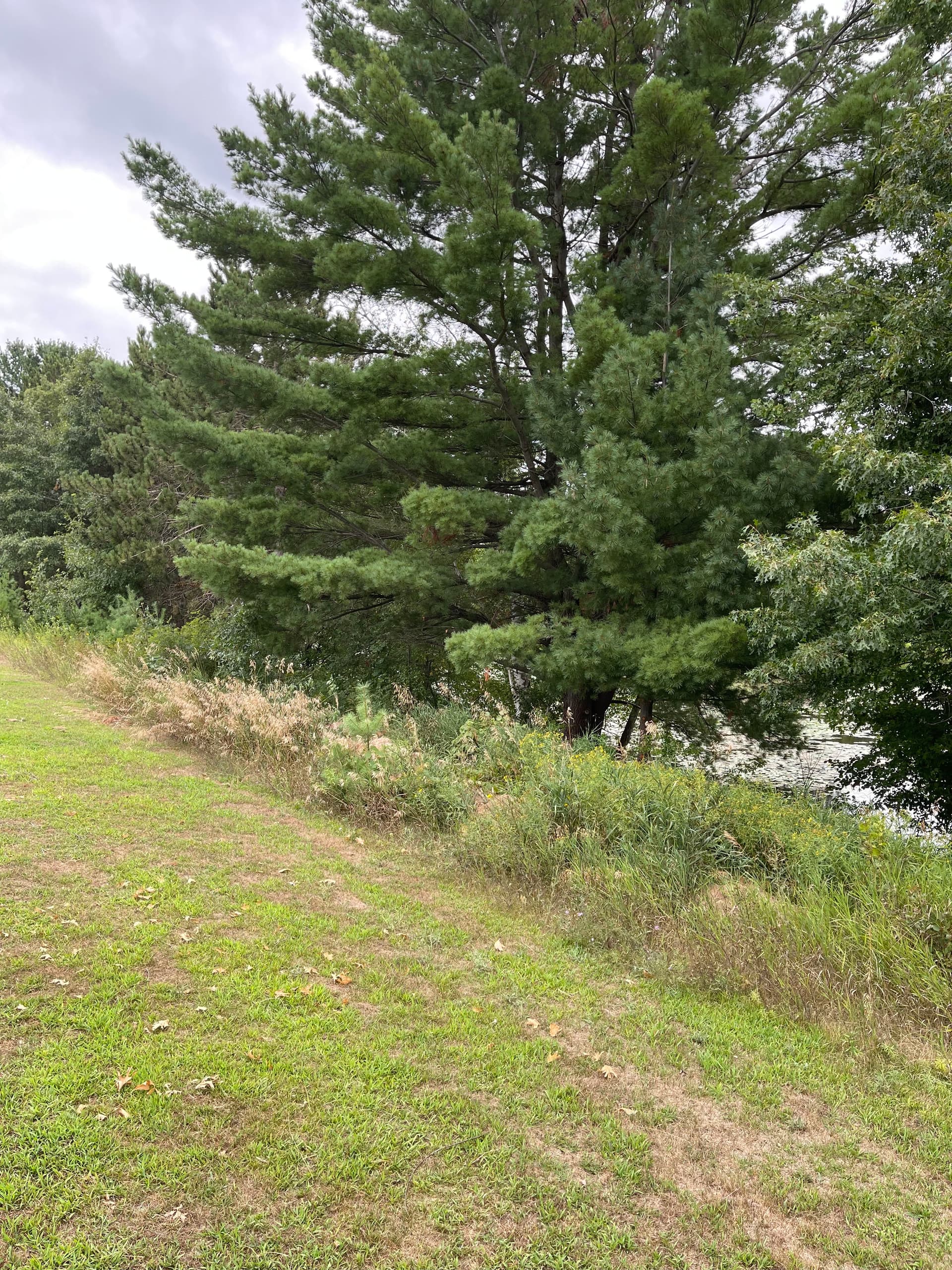 Gallery photos for Forestry Mulching Clears Overgrown Lakefront Property in Mosinee: Image #1