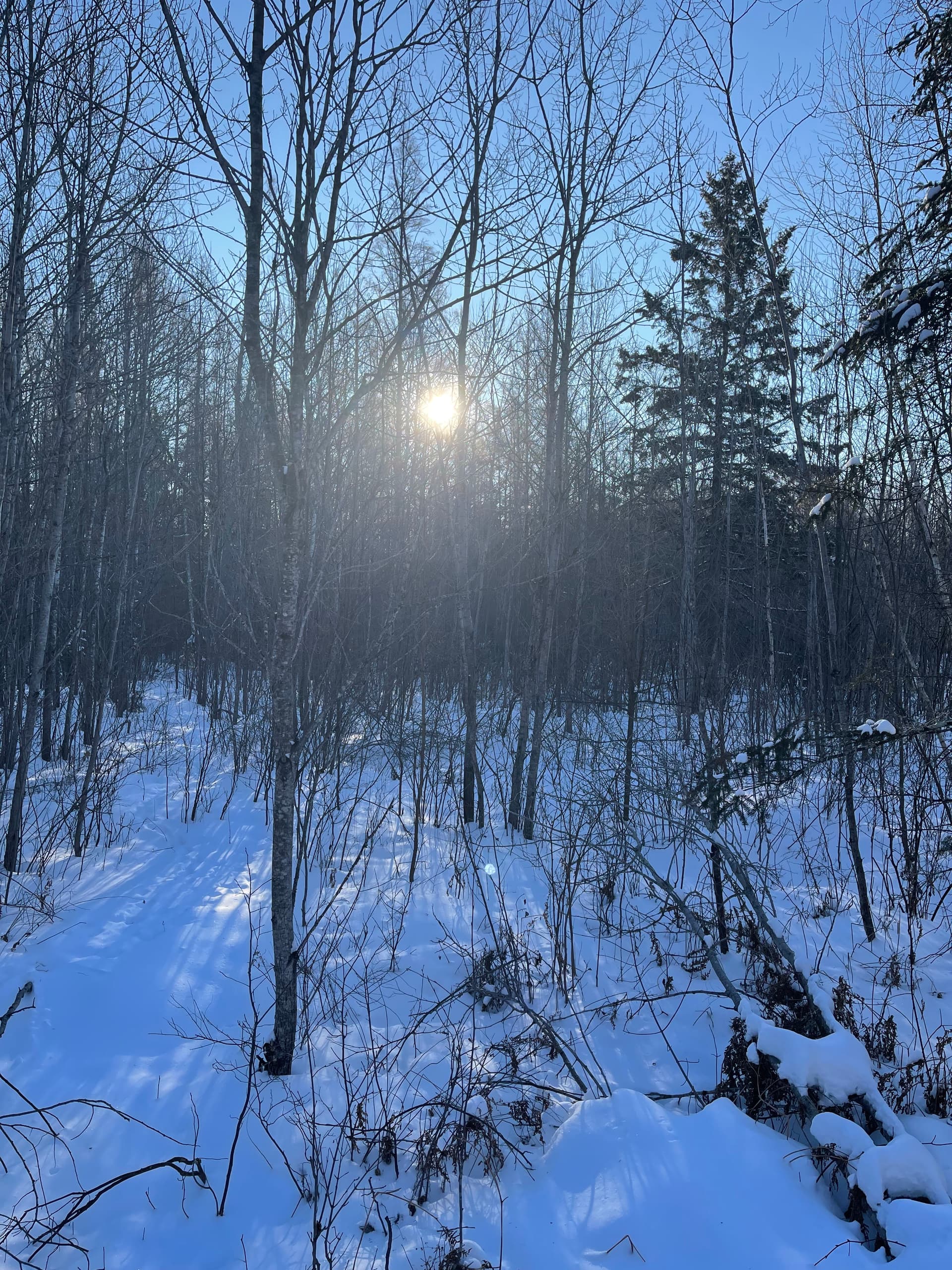 Gallery photos for Smooth Access Through Winter Forest: Image #3