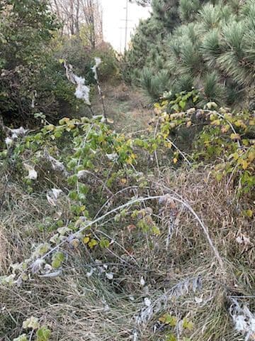 Gallery photos for Efficient Forestry Mulching for Utility Easement in Weston: Image #1