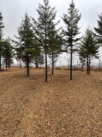 Forestry Mulching Next to Merrill Airport image