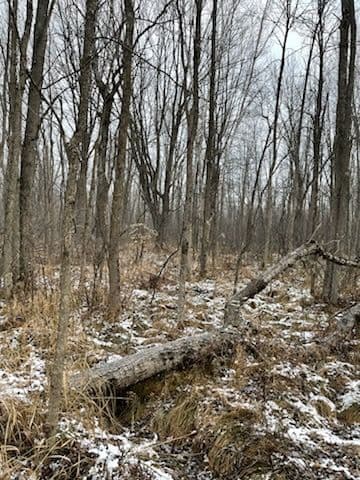 Forestry Mulching in Oconto image
