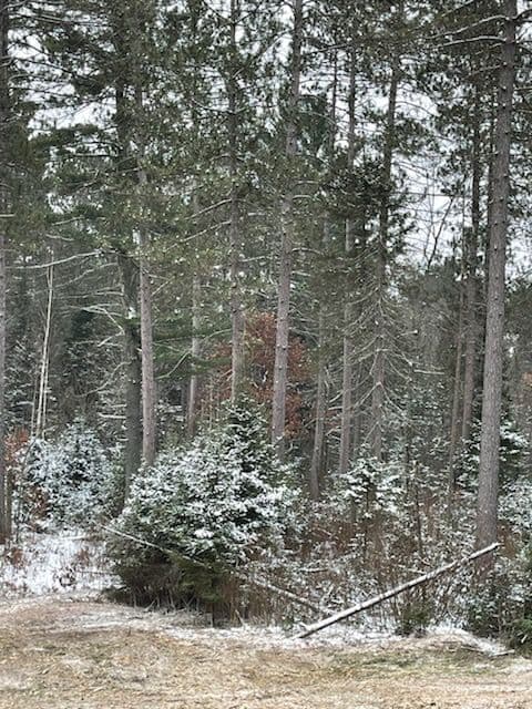 Gallery photos for Forestry Mulching in Winter Wonderland: Image #2